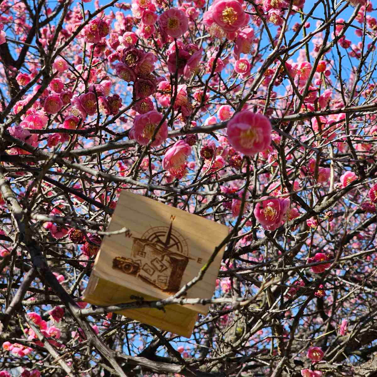 Pink cherry blossoms with a wooden music box attached to a branch against a blue sky.