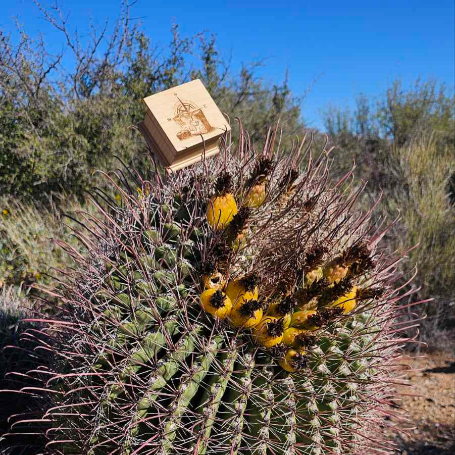Cactus with yellow flowers in a desert setting with the traveling music box on the top